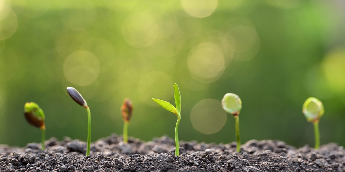 plant-tree-2025-01-09-22-02-53-utc